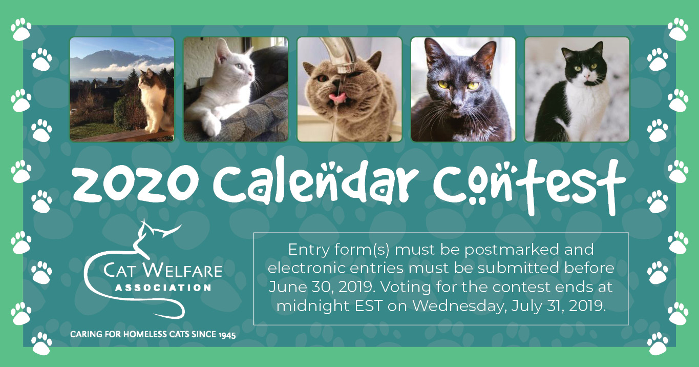 2020 Cat Welfare Calendar Contest 360 Photo Contest